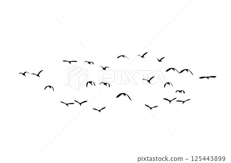 Bird sillhouette Flock black birds. Flocks of flying pigeons isolated on background. Save with clipping path. flying birds formation of pigeons many isolated for backgound PNG Bird sillhouette Flock black birds. Flocks of flying pigeons isolated on background. Save with clipping path. flying birds formation of pigeons many isolated for backgound PNG 125443899