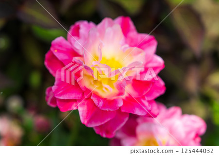 英式花園的美麗風景 英式花園的美麗風景 125444032