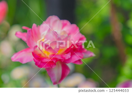 Beautiful scenery in an English garden Beautiful scenery in an English garden 125444033