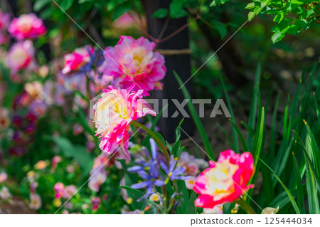 英式花園的美麗風景 英式花園的美麗風景 125444034