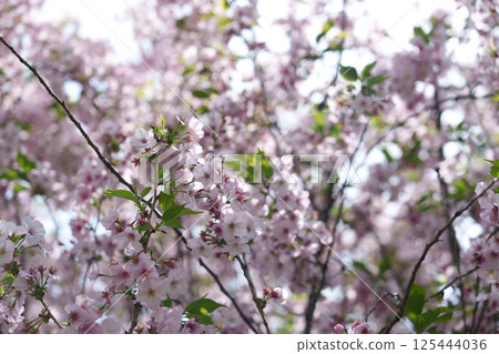 英式花園的美麗風景 英式花園的美麗風景 125444036