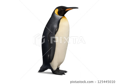 Majestic King Penguin Standing Elegantly on White Background Near Ice Habitat in Natural Posture 125445010