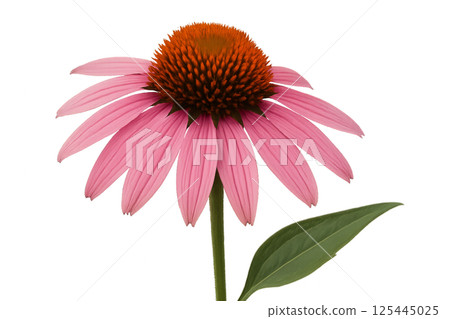 Pink Echinacea Flower Blooming Against a Plain Background in the Afternoon Light 125445025