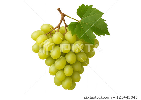 Green Grapes Hanging From a Vine With Leaves in Bright Natural Light 125445045