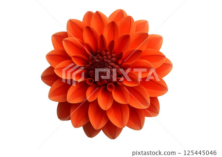 Bright Orange Dahlia Flower Showcasing Intricate Petal Layers in Full Bloom 125445046