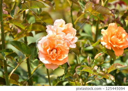 玫瑰花，淺紅色 125445094