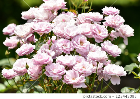 粉紅色的玫瑰花正在綻放 125445095