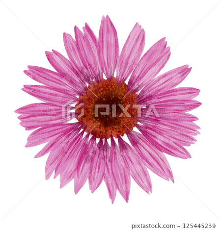 A Beautiful Pink Flower Featuring Radiant and Colorful Petals That Brighten the Scene 125445239