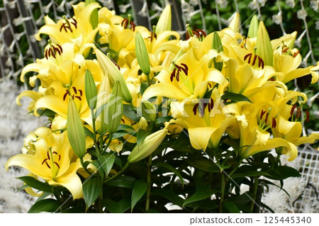 Yellow lily Yellow lily 125445340