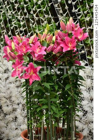 植物園裡盛開的粉紅百合 植物園裡盛開的粉紅百合 125445434
