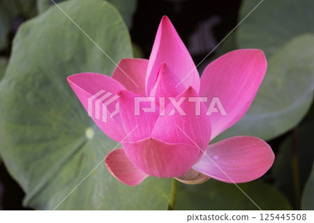 Pink lotus flowers Vietnam 3 125445508