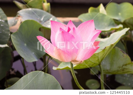 Pink lotus flowers Vietnam 4 Pink lotus flowers Vietnam 4 125445510