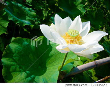 埼玉縣行田市蓮花池中的白蓮花 125445643