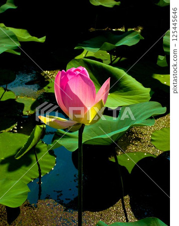 Pink lotus flowers in the lotus pond, Gyoda City, Saitama Prefecture, 5 125445646