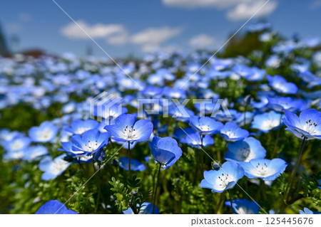 藍色粉蝶 125445676