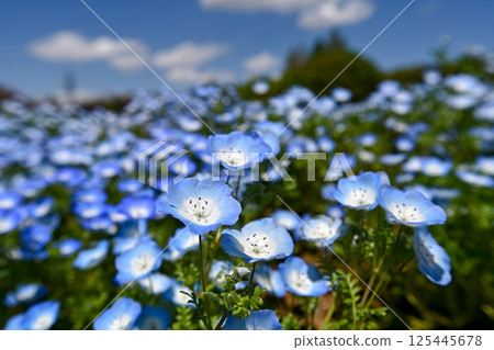 藍色粉蝶 125445678