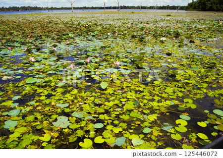 Lotus Pond at Neak Pean Cambodia 1 125446072