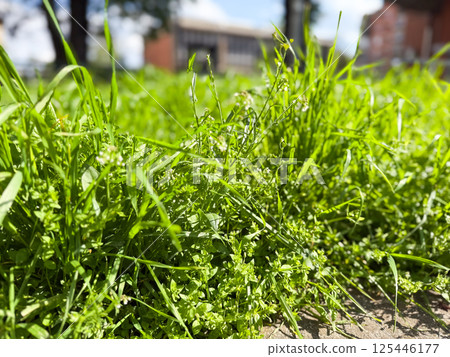 Vibrant patch of grass glows under direct spring sunlight. Contrast of light, shadow and seasonal awakening. Background with copy space 125446177