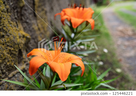 Lilies blooming on the roadside Lilies blooming on the roadside 125446221