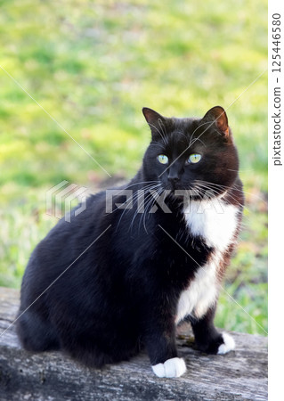 A black domestic cat on a log in the garden on a bright sunny day. A black domestic cat on a log in the garden on a bright sunny day. 125446580