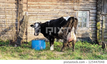 Cow animal drink water from barrel in rural village. Livestock in organic farm. cow on a farm drinks water from a barrel 125447048