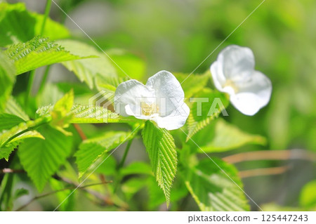 Flowers and fruits of white mountain robin 125447243