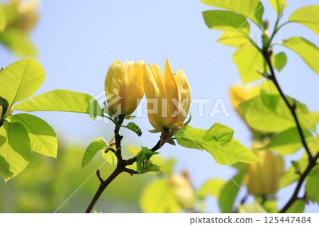 黃花玉蘭花 黃花玉蘭花 125447484