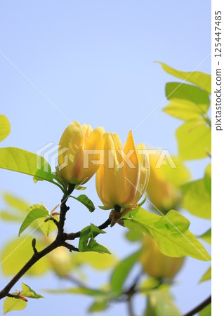 Yellow flower Magnolia flower 125447485