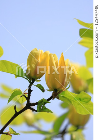 Yellow flower Magnolia flower 125447486