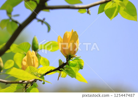 黃花玉蘭花 黃花玉蘭花 125447487