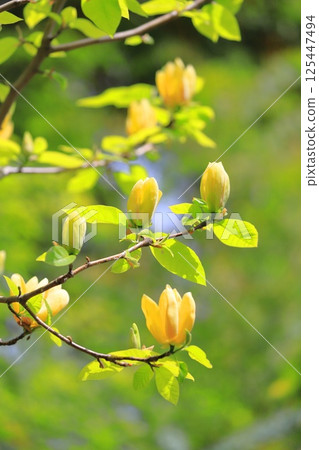 Yellow flower Magnolia flower 125447494