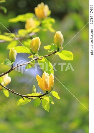 黃花玉蘭花 黃花玉蘭花 125447495