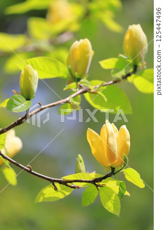 Yellow flower Magnolia flower Yellow flower Magnolia flower 125447496