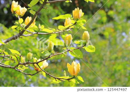 Yellow flower Magnolia flower Yellow flower Magnolia flower 125447497