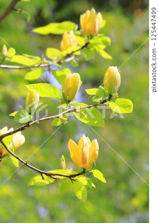 Yellow flower Magnolia flower 125447499