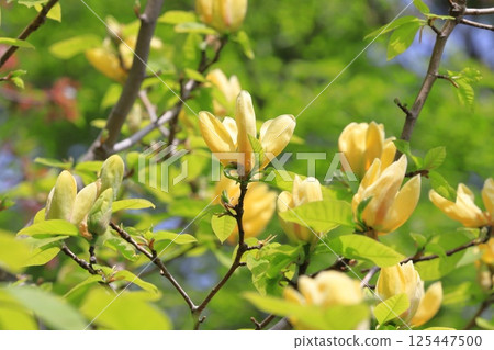 黃花玉蘭花 黃花玉蘭花 125447500