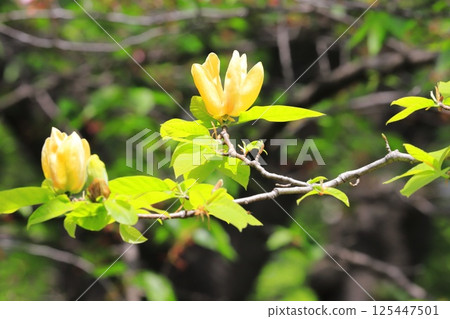 Yellow flower Magnolia flower 125447501