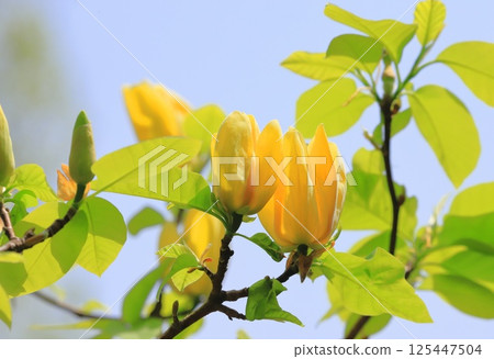 黃花玉蘭花 125447504