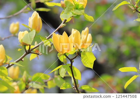 黃花玉蘭花 125447508