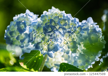 陽光下閃耀的藍色繡球花 125447509