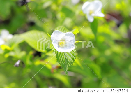 白山知更鳥的花和果實 白山知更鳥的花和果實 125447524
