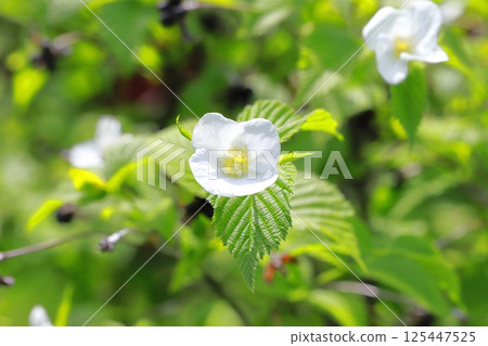 Flowers and fruits of white mountain robin 125447525
