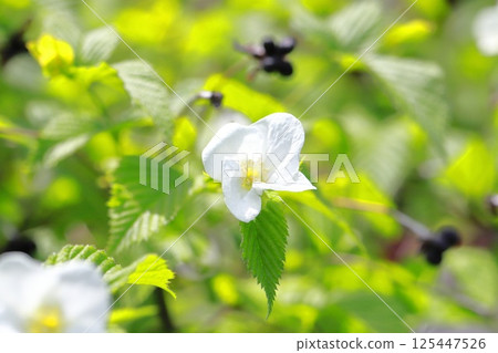 Flowers and fruits of white mountain robin 125447526