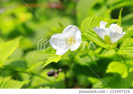Flowers and fruits of white mountain robin 125447528