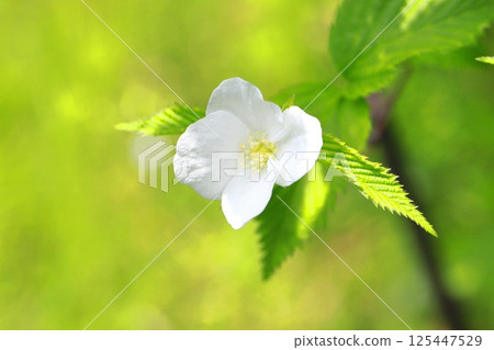 Flowers and fruits of white mountain robin 125447529