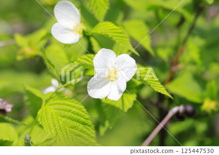 Flowers and fruits of white mountain robin 125447530