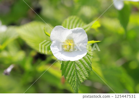 Flowers and fruits of white mountain robin 125447531