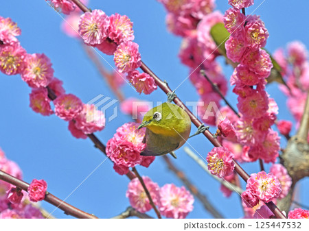 盛開的紅梅花上掛著一隻白眼蟲（春日景象）（溫馨景象） 125447532
