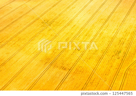 Agriculture field Agriculture field 125447565