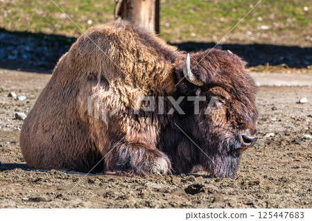 American buffalo known as bison, Bos bison in a german park 125447683